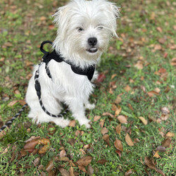 Adopt a dog:Ellie/Shih Tzu/Female/Young,Meet Ellie a 1 year old shit-zu mix. She's sweet and just wants to follow you and have you sit and rub her. She's crate trained and 99% potty trained. She needs leash training. She's very curious and happy. Treat motivated. Best with kid's 10 and up. Do not know about cats. Small dog friendly. Hates baths. Will have shots, spayed and chipped.

If you're interested in meeting me, fill out an application here: https://petstablished.com/adoption_form/36795/generic

 

Ellie's adoption fee is $350. All adoption fees include spay/neuter, microchip and registration, at least one booster shot (DHPP for dogs and FVRCP for cats), rabbies vaccine, and a negative heartworm test for dogs 6 months and older. Any other testing and/or vaccines are not guaranteed. If you have a member of your family that is military or has autism, we offer a 5% discount on adoption fees. Aries's breed is a best guess based upon appearance. The listed breed(s) can NOT be guaranteed. For more information, visit www.upanimalrescue.org

 

Unforgettable Paws Animal Rescue only considers applicants that are within 2 hours from Zellwood, FL OR Tampa, FL for adoption. Cities that will result in a denial include, but are not limited to, Jacksonville, Gainsville, Tallahassee, Panama City, Naples, Miami, and Ft. Lauderdale.