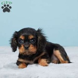 Cassie/Cavalier King Charles Spaniel									Puppy/Female	/8 Weeks,Meet Cassie, a heartwarming Cavalier King Charles Spaniel who’s ready to fill your life with joy and companionship! Born and raised in a caring family environment, Cassie has known love from her first breath and is eager to become a cherished member of her new forever home. She has been thoroughly vet checked and is in tip-top health, ensuring a smooth transition into your household.