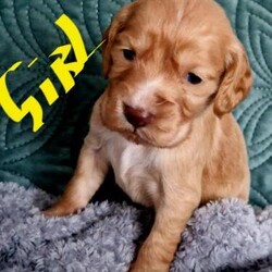 Working cocker spanielpuppies!!!/Cocker spaniel/Mixed Litter/5 weeks,Hello and welcome to my advert,Our gorgeous puppies are ready to reserve,4 girls and 3 boys.All health tested cocker spaniels are available now.Mumm Bonnie- is our pet non KC,Dad
are KC registered.All will be wormed,flead and vaccinated.Mumm liver tan and
dad golden tan.Puppies will be ready to go 10th of May.Puppies will
go with..

Vaccination
Health certificate
Microchipped
Wormed and flead
Mums scent blanket

Liver tan girl-reserved!


Deposit 200 £ non refundable


Only 5 stars home please!!!!!
All of them are our family loved pets!!!