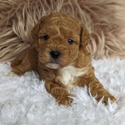 Ozzy/Bich-Poo									Puppy/Male	/5 Weeks,Hi I’m Ozzy !!!! I’m very playful and socialized !!! I’m always looking for fun !!! Both my parents are happy and healthy! 