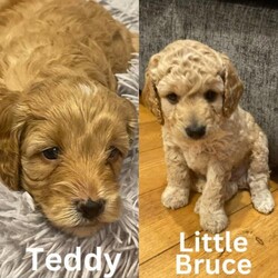 Stunning Cockapoo Puppies - Both Vaccinations included/Cockapoo/Mixed Litter/5 weeks,** 2 Boys remaining **
Mum is a beautiful F1 (first gen) Apricot Cockapoo & our well-loved family pet. She is fully vet checked, has a gentle temperament, is extremely affectionate & loyal. She loves nothing more than cuddling like a baby in your arms. She has done a brilliant job of looking after her litter so intently.

Dad is from a local licensed breeder which we used as a stud. He is a lovely apricot Toy Poodle, also stands 11’’ tall to the shoulder and is fully health tested by Laboklin lab and is clear of Degenerative myelopathy, Gangliosidosis GM2, Neonatal encephalopathy with seizures, Osteochondrodysplasia, Progressive retinal atrophy, Pra-prcd and Von willebrand disease. He is KC registered, has amazing Champion Lines & a top loving temperament.

The F1b Cockapoo is a second-generation hybrid dog that is created by breeding an F1 Cockapoo with a purebred Poodle. The F1b Cockapoo is a popular choice for those who want a hypoallergenic dog with a curly coat that sheds less than other breeds. These puppies are being raised indoors in our busy family home along with our other family pets and children. They are super sociable and playful. The puppies are played with, handled & cuddled all through the day. They are very used to children, dogs & household noises. The puppies are already starting toilet training & are picking this up well regularly using the puppy pads.

Puppies will have been vet checked, microchipped, both vaccines, fully wormed, have 4 weeks insurance and will leave with a puppy pack including a blanket from mum and siblings, food, contract and information / care sheet.

1 girl - reserved
3 boys

They will be ready to start the next chapter of their lives with their new families from 5th May. A non-refundable deposit of £400 secures the puppy of your choice,
please feel free to message or call with any questions, we won’t be offended by any questions you have, as we want them to go to the best loving homes.