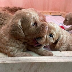 Adopt a dog:Beautiful F2 Cockapoo puppies/Cockapoo/Mixed Litter/3 weeks,Our beautiful Honey has delivered 5 gorgeous puppies. Mum Honey is a red cockapoo and dad is cream. Both can be seen in photos. Both parents have the most amazing temperaments, loving and playful. In addition cockapoo’s will generally not shed hair, so ideal if someone on the family has any allergies. Cockapoo’s are extremely intelligent, so easy to train. There are 3 girls and 2 boys in the litter.
If anyone is interested please get in contact for more information and photos. Puppies will receive their first vaccine, be microchipped and come with blanket smelling of mum.