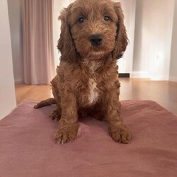 Adopt a dog:Red cockapoo puppies - Ready from 18th April/Cockapoo/Mixed Litter/7 weeks,F2 Red cockapoo puppies

3 boys available
1 girl available


Cookie (mum) our F1 cockapoo is lovely natured, who loves snuggles with everyone. We call her our therapy dog as she snuggles under your chin & actually gives you human like cuddles. She is brilliant around our 3 children and other dogs. This is her first litter and she’s been brilliant being a first time mum, which i knew she would be. Ronnie F1 (dad) is such a handsome calm boy and has created the most beautiful puppies.

Cookies parents are extensive DNA tested. I have all the paperwork if you wish to see on your visit.

I will send videos & pictures of your chosen puppy daily/weekly through WhatsApp messenger or email

Viewings welcome to reserve. I can do video calls of the puppy’s if you wish

Puppies will come home:

* Microchipped
* Health checked
* Blanket with mum and siblings sent
* Wormed upto date
* Food there currently on (Purina)
* Toilet training started

Ready to leave April 21st 2024
Bookings now being arranged
Any questions please feel free to text me