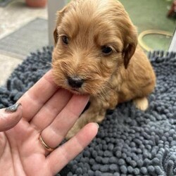 Cockerpoo Pups Ready first week of May/Cockerpoo/Female/5 weeks,Cockerpoos Ready May
This is the 2nd and last litter of home bred pups.
These puppies are absolutely stunning with beautiful markings and colouring.
Our girl is being a lovely mother and her pups are as beautiful as her. Mum is a silky coated cocker with a wonderful nature. She is an amazing dog.
Dad is a KC reg PRA clear , heart tested 0 large Toy Poodle.
The pups are being raised in a busy happy home and will have the best start in life. They will be used to baths and the hairdryer and will be using the pads well before leaving for their forever homes. They will be running in the garden with mum and half sister and used to all household and garden noises - so will be confident and responsive when ready to leave.
Mum is a beautiful girl who will melt your heart with her eagerness to please
- excellent recall - won’t leave your side when out and about and just loves her balls. We have her daughter to see with her also a good sound girl.pups will be ready when they are over 8weeks old.
All will
be vet checked, vaccinated, microchipped
and wormed correctly before leaving.
All pups also leave with food, bowl, toys and information wallet containing all relevant documents.
If interested in one of these pups Please contact me and tell me a little
about yourselves and I will endeavour to get back to you as soon as I can. Happy to answer any questions and take time to show you the pups with mum. We want to best homes for the pups. Please don’t consider getting a puppy if you are out of the house all day.
Viewing by video call welcomed if you are far away
or in person now.
1 boy available with white flash over his head