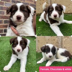 Adopt a dog:Beautiful Border collie puppies/Border Collie/Both/Younger Than Six Months,We have welcomed a beautiful litter of Border collies. Our littler of 9 has a mixture of beautiful colours, with 2 males and 2 females available-Female Lilac Merle - SOLD-Female Chocolate tri Merle - SOLD-Female wheaten merle-Female Chocolate and white-Female Chocolate sable Merle - SOLD-Male wheaten and white-Male wheaten and white merle-Male chocolate and white - SOLD-Male Liver and white - SOLDDad is from NSW bloodlines and is Chocolate sable merle. He has a beautiful placid temperament and is great with kids and other animals. He is a long rough coat and a medium buildMum is a Chocolate and white from a farming background in the WA wheatbelt. She is a beautiful, gentle natured dog with stunning markings. Mum has a long smooth coat and is medium in sizeBoth Parents have had DNA testing to screen for any genetic issues. Border collies make beautiful family dogs. They are an active breed so require time and training but are great companions and loving and loyalOur puppies will only go to the best of homes and are ready for meet and greets. All puppies will have full vet work and assessments prior to being homed and will come with premium Royal canin puppy packs and memberships. Pups will be ready to join their new homes from the 30th of AprilText for more informatio