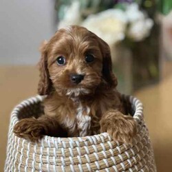 Cavoodle Puppy/Cavoodle/Both/Younger Than Six Months,Adorable Easter Holiday Cavoodle PuppyAvailable to meet and choose in Sydney TODAY3 Females - 2 Red 1Apricot3 Males 1 Red, 1 Gold, 1 BlenheimAll hypoallergenic low-non shedding, ideal soft combination curly coats.Follow us on instagram @furbabiespuppies for more updatesThese puppies have been lovingly bred in our home as part of our family.They have been well socialised with people and animalsand are well on the way with toilet and sleep training.They come to you DNA clear by parentsVet CheckedMicrochippedVaccinatedWormedHealthyGreat temperamentsThe smaller pups will grow to 5kgs, the larger 7-10kgsIdeal for city living.Cavoodles are the best breed for small children and adults.Wonderful temperaments, well adjusted, happy to cuddle and play, be with you and be on their own.Holiday stay is available for our extended fur-families only.Hear what previous owners have to say"Wow, she slept through the night with no fuss from the first night"Cathie, Bondi"I can't believe he was toilet trained from day 1, we just kept up what you taught us and no mistakes"Murry, Maroubra"Such a smart puppy, the first in her puppy school"Louise, Northbridge"People always stop us in the street, commenting on how our dog is the cutest Cavoodle they have ever seen"Dom, North Ryde"So glad we bought from you Gabe and Jo, it's so handy having a holiday stay that we can trust, where we know he is part of the family, not just a business"Tom, Manly10% of your purchase price goes directly to support people escaping domestic violence and leaving homelessness for good.