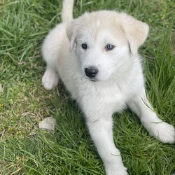 Adopt a dog:Lilinoe /Husky/Female/Baby,Adopt Lilinoe!  She is 8 wks old Husky mix about 15-20 lb.  Her mom is 80 lb husky mix.  She is sweet and cuddley.  Love to explore the yard and play around with her siblings.  She loves to give you lots of kisses and cuddle.  She is the sweetest and the most fluffy puppy you have ever know.  Apply to take her home. 

What is included in our adoption fee:
*Age-appropriate vaccinations
*Deworming
*Lifetime Micro chip - no annual fee
*First Month of flea/tick prevention
*First Month of Heartworm prevention
**Spay/Neuter at our partner vet
**First month free of Trupanion pet insurance

The adoption Fee is $450 including spay/neuter surgery

He is current on vaccines and has had a wellness exam, heartworm tested, and microchipped.
We have a 3-hour adoption radius so please do not apply if you live further away. Thank you
In order to meet any of our dogs, please fill out an application. To fill out an application
go to http://caninehumane.org/adoption-application/

IF THE DOG IS ON PETFINDER THEN IT IS STILL AVAILABLE

www.caninehumane.org

***BE SURE TO CHECK YOUR SPAM/PROMOTION EMAIL FOLDER FOR CHN RESPONSE TO YOUR APPLICATION***