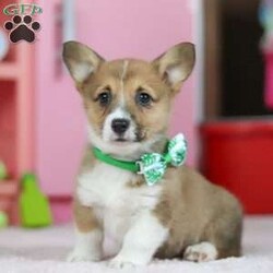 Brody/Pembroke Welsh Corgi									Puppy/Male	/8 Weeks,Meet Brody, our adorable AKC Pembroke Welsh Corgi with his short legs, fluffy coat and perky ears he exudes cuteness from every angle. His playful spirit lights up the room as he enthusiastically explores every nook and cranny, tail wagging with uncontainable joy. His intelligence shines through in his quick grasp of commands, making training sessions a breeze. Yet, when the day’s adventures wind down, he transforms into a cuddle expert, snuggling close with a warmth that melts away stress. As he grows, he promises to be not just a pet but a cherished family member, ready for a lifetime of shared moments and unwavering companionship. Whether he’s frolicking in the grass, chasing after toys, or simply snuggling up for a nap, his charm knows no bounds. The handsome Dad is named Marcus, there is never a dull moment with him he has a love for exploring and playing fetch. Marcus weighs 27lbs. The Mama is adorable girl named Kelsey she takes such good care of her puppies and has a super friendly personality. She weighs 18lbs. We offer a one-year health guarantee with each of our puppies, and we get our vet to do a nose to tail vet check before they leave for forever homes, they are microchipped, up to date on all vaccines an dewormer and come with their AKC registration. For more info, or to schedule a visit please call or text anytime, Monday through Saturday. Thanks Adrian Helmuth 
