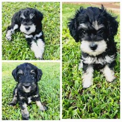 Schnoodle puppies/Other/Male/Younger Than Six Months,These Puppies is ready for a new Loving FamilyVibrant, intelligent,good with children,hypoallergenic,fully Vaccinated, Microchipped,Wormed, house trained.medium size when grown about 45cm4 months oldone boy available