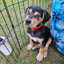 Adopt a dog:me/Hound/Male/Baby,This pet will be available for adoption this Saturday and Sunday.

*Pets cannot be adopted prior to Saturdays adoption event*

Please read all of the information below!

*Rain or Shine*
Petsmart in Oviedo
1115 Vidina Place
Oviedo FL 32765

12:00pm-2pm. (Sat)
12:00pm -2pm (Sun)

*If bad weather, we will be INSIDE the Petsmart, back right corner*

SIGN IN SHEET BEGINS AT NOON (Sat & Sun)

We will physically have this when we arrive and start to add names of people present when it's time. 
(Line forms out front of the Petsmart by the large Grooming window)

Please sign in when you arrive. 

People do arrive early to wait in line to sign in on the list. 

We go in order of the names on the list to give people the chance to adopt. 
The best way to get first pick at adopting is by arriving early to wait for the list to be put out. You do not need to add the name of the pet(s) you are interested in adopting. 

Please text me at 407.952.1037 with your email address, if you plan on attending the adoption event. 
I will email you over the application/contract that will need to be printed, filled out and brought with you to the adoption event. 

We will only keep your application/contract if you meet the perfect furbaby and decide to adopt!

By receiving the contract/ application it does NOT guarantee an adoption nor place any pet on hold for you. 

I will also provide, through text, a lot of information on how to care for our rescue pets, what they eat, health guarantee information etc. 
That way, if you do find that perfect new family member,  you will be fully prepared. 

We do NOT have a physical location where the pets can be visited as we are an all foster based rescue. 

$400 Adoption Fee
*Cash Only*
Please understand our rescues are pulled from animal controls and may have 7 plus breed mixes in them. We cannot guarantee all the mixes and we aren't given that information. 

All pets are exposed to other pets and children.  
(Unless otherwise stated)
All pets come with a minimum of 2 sets of puppy vaccines, flea, heartworm prevention, 2 de wormings and NEUTER.

All of our pets have been started with crate training.

Please remember we are NOT associated with Petsmart and their employees will not be able to answer any questions for you regarding Save A Lifes adoptable pets.

Please Text Anna at 407.952.1037 with any questions! 

We look forward to meeting you!