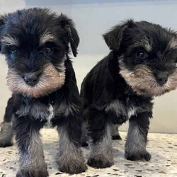 Adopt a dog:Miniature schnauzer puppies /Schnauzer/Female/Younger Than Six Months,Beautiful cute pure miniature schnauzer puppies.Master dog breders&associates certified pedigree papers dad and mum.available now to a good home.2Female 4MalesMother and father family loved pets, can view both parents. We are experienced breeders, and have been doing it for 10 years.Puppies have been vet checked, wormed microchipped and vaccinated. Puppies are used to children and other dogs. Miniature schnauzers are allergen free and dont shed hair. Great companions or family pet and they look great!If you have any questions please give me a call. If you want to come and meet our puppies we live in emerald Victoria or we could meet up somewhere if that helps .Please dont hesitate to call me on ******4286 REVEAL_DETAILS 