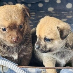Gorgeous chihuahua puppies/Chihuahua/Mixed Litter/4 weeks,Brought up in a family home

Puppies are very happy and cuddly used to lots of love and affection and the noise of a busy household
Ready for their new homes on the 13th of may, puppies will be vet checked and microchipped before they leave and flea/
wormed treated