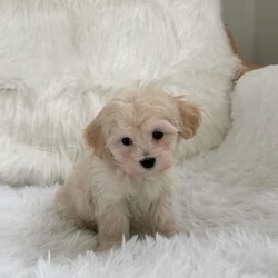 Stunning female moodle puppies /Maltese/Female/Younger Than Six Months,NCPI 9003567RPBA 2002DACO 7451723 x absolutely gorgeous female moodle puppies2nd generation maltese -miniature poodleReady for new homes 7th June 2024 at 9 weeks of age.931000061324151 