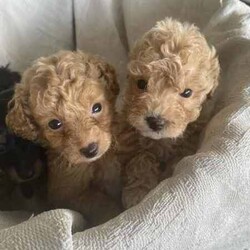 Stunning Toy Cavoodle puppies /Poodle (Toy)/Female/Younger Than Six Months,We are thrilled to announce we have an adorable litter of F1b toy cavoodles available!1 black and tan boy - $2,2501 tan boy - $3,0001 fawn boy - $3,000Very unique colours 