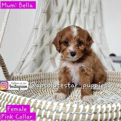 Adopt a dog:8 Beautiful F1B Toy Cavoodle Puppies//Both/Younger Than Six Months,We have 7 beautiful F1B Cavoodle Puppies From our family dogs, They will be ready on 23rd April 2024 (8 weeks old) for their forever homes.They will come Vaccinated, microchipped, a VET checked, wormed every 2 weeks of age, 6 weeks Pet Cover Puppy Insurance or 4 Weeks Trupanion Puppy Insurance, a puppy pack, and Puppy Birth Certificate.They will be 75% Potty Trained as 25% is depending on how you continue the training. All of Our Puppies won't be positive from all of Genetic Diseases.Dad is Apricot Toy Poodle 5 kg, and Mum is F1 Cavoodle 7 kgThe Parents are loving, loyal with a great temperament and raised in our family home and brought up with children.The parents and puppies are ready to be viewed for a visit or through whatsapp video call.Males (Green, Blue, Red, Orange (SOLD) and Grey (SOLD) Collar)Females (Yellow, Pink , and Purple (SOLD) Collar)We are located near North Richmond, NSWDOB: 27/02/2024We will update of our puppies on Instagram.www.instagram.com/absolutestar_puppies/Fur and Family First Breeder#DS278554