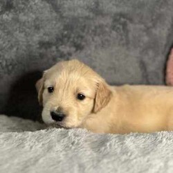 Purebred Golden Retriever//Female/Younger Than Six Months,Kefii Golden Retrievers are excited to announce we currently have 5 puppies available.Date of birth - 16.03.2024Go home Date - 11.05.2024Pink - MaleBlack - FemaleYellow - FemaleBlue - MaleGreen - MaleWe are members of the Master Dog Breeders and Associates. We do hip and elbow scoring, dna profiling for all major disease and our dogs are pedigree papered. These puppies will come with pedigree papers ‘not for breeding’. Our puppies are all up to date on worming, vaccinations and microchipping at the time of sale. They will have been vet checked at 6 weeks. They have all been raised in a family environment, alongside other animals/dogs. We proudly do ENS/ESI with our puppies, ensuring they are desensitised and have the very best start in life.For any serious enquires please contact me on ******4255 or via our RightPaw profile at https://rightpaw.com.au/l/kefii-golden-retrievers/eb9fdba8-e639******8789-00b6e8ef53d4 REVEAL_DETAILS You can follow us on Facebook and Instagram for updates and more photos - Kefii Golden RetrieversMDBA: 20981