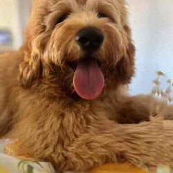 Adopt a dog:Groodle (Mini Size) puppy/Groodle/Both/Younger Than Six Months,Our Mini Groodle is a mixed breed dog consisting of a Golden Retriever and a Toy Poodle.they will grow around 35-40cm in height and 10-15kg in weightThey are also known as Goldendoodles and are a highly popular pet dog breed due to their association with the beloved Golden Retriever and Poodle, possessing many attractive features. Here are some common characteristics and traits of Groodles:Appearance: Groodles can vary in appearance due to the mix ratio and genetic variations, but they are typically medium to large-sized dogs with charming looks. They have dense, often curly or wavy coats that come in various colors, including gold, cream, red, chocolate, and more.Intelligence: Thanks to the intelligence of both Golden Retrievers and Poodles, Groodles are usually very smart. They are easy to train, capable of learning various commands and tricks, making them excellent working dogs and family pets.Friendly Nature: Groodles typically have a friendly, gentle, and affectionate nature, being amiable with both family members and strangers. They thrive on close interactions, making them suitable as family pets, especially in households with children.Adaptability: These dogs are highly adaptable and can thrive in urban as well as rural or countryside settings. They require regular exercise and are well-suited for active families.Hypoallergenic: Groodles are often considered a hypoallergenic breed due to their low-shedding coats, making them more allergy-friendly.Health: Groodles typically have a relatively long lifespan but may occasionally face some common genetic health issues, including eye problems, joint issues, and skin conditions. Regular veterinary check-ups and proper care are essential to maintain their health.In summary, Groodles are adorable, intelligent, and affectionate pet dogs suitable for many households. Due to their mixed nature, they often inherit the best traits of Golden Retrievers and Poodles, making them a popular pet choice.