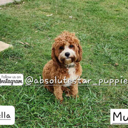Adopt a dog:8 Beautiful F1B Toy Cavoodle Puppies//Both/Younger Than Six Months,We have 7 beautiful F1B Cavoodle Puppies From our family dogs, They will be ready on 23rd April 2024 (8 weeks old) for their forever homes.They will come Vaccinated, microchipped, a VET checked, wormed every 2 weeks of age, 6 weeks Pet Cover Puppy Insurance or 4 Weeks Trupanion Puppy Insurance, a puppy pack, and Puppy Birth Certificate.They will be 75% Potty Trained as 25% is depending on how you continue the training. All of Our Puppies won't be positive from all of Genetic Diseases.Dad is Apricot Toy Poodle 5 kg, and Mum is F1 Cavoodle 7 kgThe Parents are loving, loyal with a great temperament and raised in our family home and brought up with children.The parents and puppies are ready to be viewed for a visit or through whatsapp video call.Males (Green, Blue, Red, Orange (SOLD) and Grey (SOLD) Collar)Females (Yellow, Pink , and Purple (SOLD) Collar)We are located near North Richmond, NSWDOB: 27/02/2024We will update of our puppies on Instagram.www.instagram.com/absolutestar_puppies/Fur and Family First Breeder#DS278554