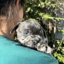 Adopt a dog:French Bulldog/French Bulldog/Male/Younger Than Six Months,Blue Merle Frenchie is ready and awaiting for his new family . He has had his vet check vaccination and Microchip.This boy will leave a mark on anyone’s heart is such a sweet boy.