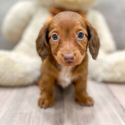 Princess/Dachshund									Puppy/Female	/8 Weeks,This sweet and adorable Mini Dachshund is looking for a forever family! Mom “Pippa”  a Mini Dachshund, Father “Tink” a Mini Dachshund as well, both weighing 11lbs. All vaccinations and dewormings are up to date and any necessary paperwork will be provided. Raised by a large and loving family with children, this pup will be a wonderful new companion for you! To make the transition easier, a baggie of food will also be included. Please contact anytime! We do not text.