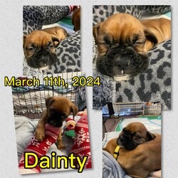 Adopt a dog:Dainty/Boxer/Female/Young,Dainty

2 month old female

fostered in Sequim, WA

Stay tuned for more information as we get to know Dainty.