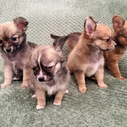 Gorgeous chihuahua puppies available/Chihuahua/Female/10 weeks,Beautiful litter of 4 chihuahua puppies from the Adonis Club are now available. 

We have 2 gorgeous girls left who require a forever loving home. 

Born on the 6th February- currently 6 weeks old. Wormed and flea treated regularly. Raised in a family home with my 3 children and our cat. 

Both dam and sire are our family pets and can be viewed.

They will all have been health checked and microchipped however the vets have advised no vaccines until they are 12 weeks old as they are still small but can be arranged on collection after 12 weeks. 

Puppies will leave with their pedigree club certificate and a puppy pack containing vet record, microchip details, transfer of ownership details they have been weaned onto and some treats i.e. bowl, collar, toys, blanket etc

They have been fully weaned and house trained using puppy pads. 

Please do not hesitate to contact me for more information.