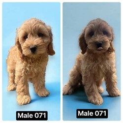 F1 Toy Spoodle puppies READY NOW/Cocker Spaniel/Female/Younger Than Six Months,F1 Toy spoodle puppiesMum - Cocker spaniel 9kgDad - Toy poodle 2.8kg DNA CLEARPayments accept, Card,Cash,Bank Transfer,Credit cardFREE LOCAL DELIVERY (BRISBANE / GOLDCOAST / TWEED HEADS)Are you looking for the perfect furry companion to add to your family? Look no further! We have SIX adorable Toy Spoodle puppies looking for loving homes. We have 4 males & 2 Females available they each have their own unique personalities that make them special.If you're looking for a trustworthy and ethical pet breeder, look no further than promisedpets. With over three years of experience in the pet industry, we have a proven track record of providing high-quality pets and excellent customer service. We take pride in only working with ethical breeders who share our commitment to animal welfare and responsible breeding practices. When you choose promisedpets, you can rest assured that you're getting a healthy, happy pet that has been raised with care and compassion.Don't just take our word for it - check out our customer reviews on our Instagram to see what our satisfied customers have to say!Free delivery throughout Goldcoast/Brisbane!Interstate enquiries available, will send anywhere around Australia. We organise all our transport through dogtainers.Please enquiry specifically if after payment installment optionPuppies are partially toilet trained on puppy pads and fake grass, introduced to loud sounds (music) and grooming (hair dryer and baths).All puppies are semi crate trained, so will transition into crate training quite quickly.Each puppy has received their first vaccination and microchip (vet check also) they are fed a premium diet and socialised with cats and older dogs so they can transition easily.✅VET CHECKED & CLEAR✅1st Vaccination completed ($40 off nextvaccination with greencross)✅Microchipped (with change of ownership transfer paper)✅Flea & Tick treated✅4 weeks complimentary pet insurance, for the new owner.✅Worming/feeding schedule documentation given to new owner.✅Fed on premium foodWormed every 2 weeks with drontal puppy wormer✅24/7 support from us✅ First puppy groom (under 12 weeks) FREE with our partnered groomer ✂️All our puppy bedding/toys/pens/crates have been sanitised with F10 veterinary grade disinfectantIf you would like to purchase one of these beautiful puppies, please feel free to give me a message to arrange a suitable time for a viewing or FaceTime for interstate enquiries.Member of RPBA- 10625QLD breeder number- BIN0011126443061