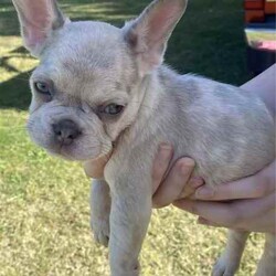 French bulldog/French Bulldog/Male/Younger Than Six Months,French bulldog pups ready for new homeMale Merles. Born12/2/24Vet checked vaccinated. Microchipped$2500Registered with MDBA 12654Text or call ******3414 REVEAL_DETAILS 