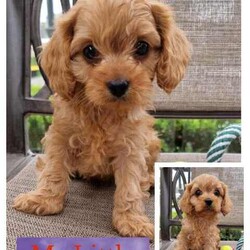 F1 Cavoodle Puppies/Cavoodle/Both/Younger Than Six Months,Gorgeous F1 Fleece coat Cavoodle PuppiesBorn 28 Feb and Ready for their new homes 24th April.Wormed at 2, 4, 6 & 8 weeks oldMicrochipped, vaccinated and vet checked Mum is a Black and Tan Cavalier, and Dad is an Apricot Toy Poodle both DNA tested with excellent results to ensure high quality puppies are produced.We own both parents, and they can be viewed also.All puppies come with a puppy pack, including toys, food, and a blanket with mums scent on it for an easier transition into its new home and information and accessories to help you prepare for their arrival.We give a One year genetic health guarantee, 4 weeks free pet insurance.Puppies will be toilet trained on artificial grass and socialised with people and other pets to help them with their social skills and playtime.They are fed high quality BlackHawk puppy food and raw meats.We are flexible with viewing times and offer video calls for interstate buyers Give us a call or send us a message to help you find your perfect forever puppy 