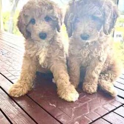 Poodle miniature puppies dogs/Poodle (Miniature)/Female/Younger Than Six Months,Four beautiful Pure Poodle Miniature female companions, looking for forever homesBrisbane/Gold Coast Pure PoodlesDOB: 24 February 24DNA: 100% Parentage clearColor: Red PartiRegistration: MDBAPuppy temperaments are intelligent & loving family pets, double wool coats. Fully vaccinated, vet checked and microchipped.Ready to go the 20 April 2024 to approved homes ONLY 