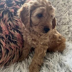 Adopt a dog:F1B Miniature Cockapoo Puppies *1 boy ready now*/Cockapoo/Mixed Litter/9 weeks,**Ready to go Saturday 13th April*only 1 boy remaining*
We are delighted to announce the birth of 1 beautiful female and 3 stunning male miniature F1B Cockapoos born on 17th February 2024 and will soon be looking for their forever home.

Girl 1: Black RESERVED

Boy 1: Champagne, Cream RESERVED
Boy 2: Apricot, Fox Red AVAILABLE
Boy 3: Phantom: Black, Apricot, White RESERVED
They will be ready to go to their new homes on Saturday 13th April 2024. Mum is Bonnie our beautiful Apricot/champagne Miniature F1 Cockapoo and she is our much loved family fur baby. Bonnies temperament is second to none and she is amazing with other dogs, cats and loves children. Prior to mating Mum was health-checked by our vet. We planned this litter carefully with fully health-tested Elvis ‘Pugshaw Mr Challinor’ from Challinor dogs who is an excellent example of his breed. He is KC registered, 12 inches to the shoulder, chocolate in colour and a true Miniature Poodle. Elvis is a very loving affectionate boy who likes a cuddle on my knee whenever he gets the chance. He has had comprehensive health checks and he has passed with flying colours. PUPPIES: The puppies are being lovingly raised in our family home with small children and will be accustomed to all the usual household noises and activity. The puppies have hypoallergenic fur. They will be used to visitors and family. I will start to facilitate their toilet training. When they leave us, they will have a puppy pack including blanket with mums scent, toy and a small bag of AVA puppy kibble they will be weaned onto, plus a voucher for 4 weeks free insurance with Pet Plan. All puppies have been wormed at 2, 5 and 7 weeks and received flea prevention treatment. They have been health checked received 1st vaccine and microchipped .