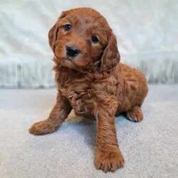 F1B Miniature Groodle - Last Available - Mini Groodle /Groodle/Male/Younger Than Six Months,F1B Mini Groodles. ▫️▫️▫️▫️▫️▫️▫️▫️▫️▫️▫️▫️▫️▫️▫️▫️▫️▫️▫️▫️▫️▫️▫️▫️▫️I have one male Golden/red available. ❤️