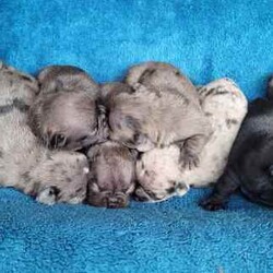 French bulldog pups. Imported sire. Boys and Girls /French Bulldog/Both/Younger Than Six Months,Pure bred French bulldog pups.Sire imported.5 males. 3 females.Will be ready for their homes from 4th June.Will come vet checked, vaccinated, chipped. Wormed fortnightly from 2wks of ageMdba registered.Our pups are lovingly raised in our family home.In their time with us, they are exposed to environmental and social stimulation, to help build confident and outgoing pups.They receive lots of love and attention from the kids in the household. They have interactions with the household cats as well as their extended frenchie family.All pups will be vet checked, vaccinated, chipped and wormed.Your new pup will go home with their own puppy pack, food samples of their current diet and on going support as your pup settles in.Pet insurance , with Pet Cover for 6wk introductory offer. 