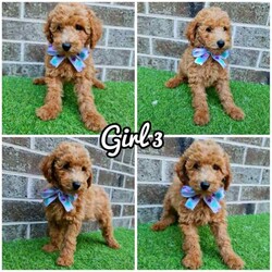 6 x F1b /Cavoodle/Both/Younger Than Six Months,6 WEEKS FREE PET INSURANCE COMES WITH EACH PUPPY!Microchips registration in photos also.AVAILABLE NOW TO TAKE HOME 
