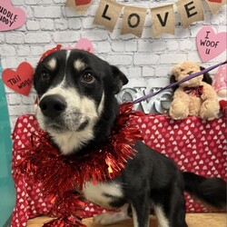 Adopt a dog:Dubai/Husky/Male/Adult,Hi, I'm Dubai! I'm a four-year old shepherd/husky mix who has been with my friends at the SPCA since November of 2022. I'm a really good boy; I'm dog-friendly, people-friendly, and well-behaved. Once I get my wriggles out, I walk well on a leash. I am high-energy, but this won't be an issue if you are active or have a big yard for me to run and play in!

I am currently located in Texas but am available for adoption in multiple states across the country. My out of state adoption fee is $550. This fee includes spay/neuter, current vaccinations, a registered microchip, a negative heartworm test (if over 6 months), current flea/tick prevention, AND the health certificate for travel. 

Our first meeting/interview for adoption occurs on video call (Skype, FB Messenger call, Facetime, etc). Your adoption application and fee will be finalized prior to transport.

Apply at to adopt me at
https://www.shelterluv.com/form/other/BRAZ/213-long-distance-adopt-app

or email jami@spcabc.org.