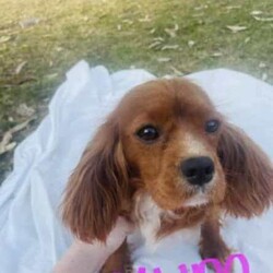 Purebred Cavalier King Charles Spaniel puppy’s 5 left /Cavalier King Charles Spaniel/Both/Younger Than Six Months,I have 5 beautiful puppies3 female $17992 males $1499Born on 11 MarchFirst vaccine on 24 AprilReady to go on 30 AprilThey will be microchip, wormed, vaccinated, fleas and will a puppy pack will include information on Cavallier colour laid Puppy food etc ph ******1031 REVEAL_DETAILS Deposit can be made now to hold Puppy