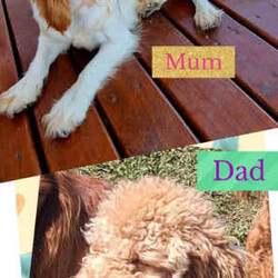 F1 Cavoodle Puppies NOW READY FOR THEIR NEW HOMES/Other/Both/Younger Than Six Months,READY NOW FOR THEIR NEW LOVING HOMESBeautiful Cavoodle Puppies in search of their new forever homesGorgeous F1 Cavoodle Puppies8 weeks old and ready for their new homes now!DOB 16/2/24Wormed at 2, 4, 6 & 8 weeks oldMicrochipped, vaccinated and vet checkedMum is a Blenheim Cavalier, and Dad is an Apricot Toy Poodle both DNA tested with excellent results to ensure high quality puppies are produced.We own both parents, and they can be viewed also.All puppies come with a puppy pack, including toys, food, and a blanket with mums scent on it for an easier transition into its new home and information and accessories to help you prepare for their arrival.We give a One year genetic health guarantee, 4 weeks free pet insurance.Puppies will be toilet trained on artificial grass and socialised with people and other pets to help them with their social skills and playtime.They are fed high quality BlackHawk puppy food and raw meats.We are flexible with viewing times and offer video calls for interstate buyers.Give us a call or send us a message to help you find your perfect forever puppy 