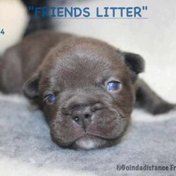 Mdba French Bulldog Pups/French Bulldog/Both/Younger Than Six Months,We are registered breeders with MDBA member # 15154 so our pups do come with pedigree papers.Prefix: GoindadistanceBIN 0008728934186Our pups are well socialised and are raised in our family home.Pups are ready to leave from 8 weeks of age after they have been microchipped and have had their 1st vaccination.We currently have 3 girls & 3 boys available"Friends" LitterDob 17.03.24 ready to leave our care from 12th May at 8 weeks of age.Ross - chocolate - carries tan possible fluffy, blue and creamChandler - chocolate - carries tan possible fluffy, blue and creamJoey - Fawn Sable - carries tan & chocolate possible fluffy, blue and creamMonica - chocolate - carries tan possible fluffy, blue and creamRachel - Black- carries tan & chocolate possible fluffy, blue and creamPhoebe - Choc Fawn carries tan possible fluffy, blue and creamTo be eligible for one of our pups we just require some information about yourself and the type of environment that you would be offering one of our pups.Please remember to have permission from landlord/real estate if you are renting prior to submitting your interest.Jump on over to our webpage to view more photos of the pupshttps://www.alliedblueenterprises.com.au/blank-page-7