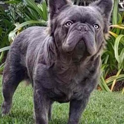 /French Bulldog/Both/Younger Than Six Months,