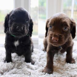 Adopt a dog:KC Reg working cocker spaniel puppies/Cocker spaniel/Mixed Litter/6 weeks,READY TO LEAVE SOON!

Five beautiful healthy pups, born on 7/3/24. will be ready for their forever loving homes on 4/5/24.

Collar colours:
Blue - Chocolate/Tan/White Male
Red - Chocolate/Tan/White Male (Reserved)
Green - Black Male
Purple - Black Female (Reserved)
Pink - Black Female (Reserved)

Full Pedigree KC registered working cocker spaniel pups, will make excellent family pets, agility dogs or working dogs. both sire and dam have an extensive FTCH lineage. health tested. viewable with mother. being well raised in a family home so will be socialised.

Each puppy will come with:
- KC registration certificate
- 5 Weeks free pet insurance (With Kennel Club).
- Initial vaccination
- Microchipped
- Vet health checked
- Wormed
- Puppy food
- Blanket with mothers scent
- Puppy documents

£250 non refundable deposit required to reserve your puppy.

For any additional information or pictures please ask.