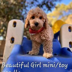 Stunning miniature x toy poodles/Poodle (Miniature)/Both/Younger Than Six Months,These puppies are absolutely gorgeous! They have fantastic temperaments like their parents.Mum is a pedigree miniature poodle (8kg) and dad is a (5kg) pure bred toy poodle ( both dna clear).They come with vet card, microchip transfer paperwork, puppy booklet, 1kg of biscuits, pet toy with littermates scent, puppy pads and 2 puppy bandanas.They have been raised in a family environment with adults and children.The have been vet checked healthy, wormed fortnightly, microchipped and had their first vaccination.They will be a medium dog when fully grown. They may grow between 6 to 10kg.Poodles make excellent companions for individuals, couples and families.Viewing is in Bunbury.Registered breeder RPBA 3780For all genuine enqiries please contact me on ******8631. REVEAL_DETAILS Check out my facebook page Cherry Blossom Puppies WA