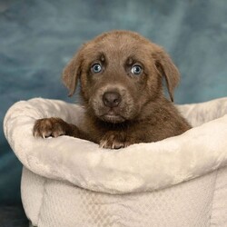 Adopt a dog:B-Dawg/Dutch Shepherd/Male/Baby,Are you looking to add an adorable new puppy to your family? If so, then you're in the right place! My name is B-Dawg and I am a 2 month old male Dutch Shepherd mix looking for my forever home. My mom, as well as my litter-mates and I came into Animal Services after being found in the outside world. The nice ladies here at HSLWR decided to take us all in to give us the best care possible, and now fast forward to today we're all ready to pack our bags and head on to our next big adventure in a loving home! The people here say I may be the biggest in the litter, but I am the baby! I absolutely love getting attention from my humans and will snuggle with you, as well as nibble on you. I am currently 7.3 pounds, but still growing like a weed! The staff believes I will be around 50-60 pounds fully grown, however this is only an estimated guess. My favorite activities include playing with toys, rough housing with my siblings, cuddling with my people, learning new things, and napping in my comfy bed. I am a puppy and still have lots to learn, so if you're interested in adopting me be ready to start potty training, crate training, and basic obedience training. The humans here describe me as adorable, loving, talkative, playful, energetic, cuddly, silly, and best of all... fantastic! I can go into a home with dogs/cats/kids. B-Dawg will be available for adoption during our Open Adoption Hours, Friday through Sunday, 11am to 4pm. No appointments taken. Walk in only. Please see our Adoption FAQs link below for information on our adoption process. Thank you! https://hslwr.org/adoption-faqs.