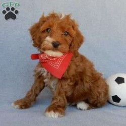 Miles/Cavapoo									Puppy/Male	/8 Weeks,Prepare to fall in love !!! My name is Miles and I’m the sweetest little F1b cavapoo looking for my furever home! One look into my warm, loving eyes and at my silky soft coat and I’ll be sure to have captured your heart already! I’m very happy, playful and very kid friendly and I would love to fill your home with all my puppy love!! I am full of personality, and I give amazing puppy kisses! I stand out way above the rest with my beautiful red coat with white markings !! I will come to you vet checked, microchipped and up to date on all vaccinations and dewormings . I come with a 1-year guarantee with the option of extending it to a 3-year guarantee and shipping is available! My mother is Serena, a 19#cavapoo with a heart of gold and my father is Red, a 10# AKC mini poodle! Both of my parents are very sweet and kid friendly which will make me the same! I will grow to approx 13-16# and I will be hypoallergenic and nonshedding! Why wait when you know I’m the one for you? Call or text Martha to make me the newest addition to your family and get ready to spend a lifetime of tail wagging fun with me! (7% sales tax on in home pickups)