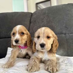 Adopt a dog:Purebred cocker spaniel puppies (ready now)/Cocker Spaniel/Both/Younger Than Six Months,Say hello to 4 beautiful girls and a handsome boy.