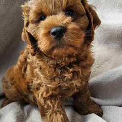 Only One Left & Ready Now Adorable Toy Cavoodle Puppies/Other/Male/Younger Than Six Months,Born 29th Feb 2024 Ready for rehoming from 25th April 20241 x Boy RedParent Info, 3 year old Mum F1 Cavoodle, 2 year old Dad F2 CavoodleSecond litter for these much loved family pets.These adorable puppies will be rehomed fully vaccinated / wormed and microchipped and vet checked.All puppies come with vet certificate of vaccination and microchip paperwork and a take home puppy pack to help them feel at home.Viewings welcome - first vaccination, micro chips and health checks have all been completed on Thursday 11th April 2024We are registered breeders, puppies are well socialised with children and other family pets, they are being trained to use a puppy pee pad.Cavoodles make the perfect family pet as they are hypoallergenic, non-shedding, have a lovely nature and great temperament.They are extremely intelligent, easy to train, love children and adults alike.