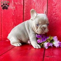Ashley/French Bulldog									Puppy/Female	/6 Weeks,Ashley is an outstanding newshade tan fluffy carrier Akc registered frenchy puppy! Amazing quality! Family raised and well socialized! Up to date with all shots and dewormings! Comes with a health guarantee! Delivery available! Contact us today to get your new family member!
