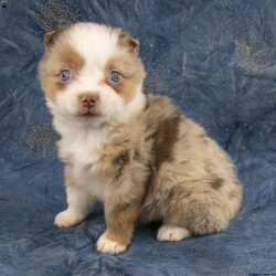 Betsy/Miniature Australian Shepherd									Puppy/Female	/10 Weeks,I’m the sweetest little Red Merle Mini Australian Shepherd puppy you have ever seen…My name is Betsy and I would love to come home with you! I am very happy, playful and very well socialized! I would love to fill your home with all of my puppy love! I have been vet checked, and I am up to date on vaccinations and dewormings and will come with a one year genetic health guarantee. Call or text me to make me the newest addition to your family and get ready to spend a lifetime of tail wagging fun!