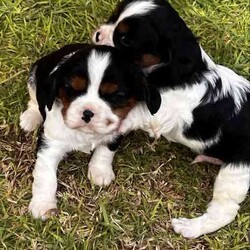 Purebred Cavalier King Charles Spaniel Puppies/Cavalier King Charles Spaniel/Both/Younger Than Six Months,Taking expression of interest for 4 purebred cavalier puppies. We have 2 boys and 2 girls born on the 28th March. All will come health checked, microchipped ,vaccinated and with a puppy starter pack.Brought up around kids and are starting to get very playful.