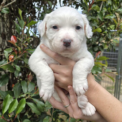 Adopt a dog:MARIO/American Staffordshire Terrier/Male/Baby,Mario is too young to be neutered, but will receive heartworm prevention, wormer and age appropriate vaccinations. We are currently only accepting applications for Mario from homes with another dog.


Meet MARIO! He:
•	Is a male staffordshire terrier/ chow chow mix
•	Is 5 weeks old (I cannot go home until I am older)
•	Weighs 6.9 pounds, and may range from 45-60 when grown
•	Is good with other dogs
•	Is good with cats
•	Is not potty trained
•	Is high energy???

I am the most talkative of my brothers and sisters, the most inquisitive and the runt! When I first meet a new person, I pretend to be shy, but not long after I can’t resist nibbling their ears and snuggling. I love my siblings to much, and am a mama’s boy.

For more information about Mario or our shelter please call us at (830) 693-0569 or visit our website at highlandlakescaninerescue.org 

If you would like to schedule a meet and greet with Mario or any of our dogs, please fill out an application at https://www.highlandlakescaninerescue.org/adopt-a-dog/how-to-adopt/