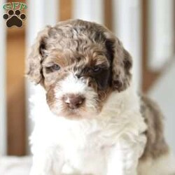 Louie/Mini Goldendoodle									Puppy/Male	/7 Weeks,Meet Louie..A handsome lil guy,who’s waiting just for you!! Mama is a minigoldendoodle,and Daddy is our own Chocolate covered poodle!! These baby’s will be vetchecked,uptodate with vaccines,and Microchipped.Both parents are health tested! They